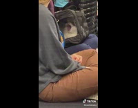 Black orange white cat stuck inside of carrier at airport