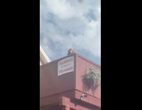 Collab dogIG_default - Dog on balcony named stella barks when called