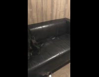 Collab BitchMP - Black dog closes eyes photo album