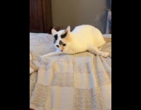 Collab Clips MPUGC - Cat having zoomies waking up from nap