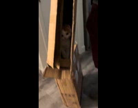 Kitten hiding inside of cardboard box