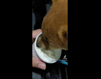 Puppy falls off seat while eating puppuccino 