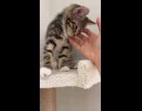 Kitten loves to be cuddled in mornings