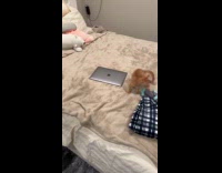 Collab Clips MPUGC - Kitten going crazy towards apple logo