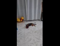 Dog sits on floor plays with toy