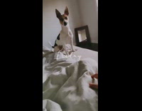 Girl says squirrel dog jumps on bed 
