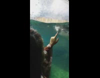 Penguin swims and follows around the woman's finger