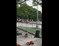 Black shorts guy squats balances one leg 