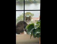 Woman tells cat not to eat plants 