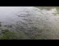 Brown dog runs through water puddles in grass 