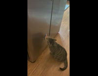 Grey cat licks breasts of lady magnet on fridge 
