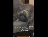 Grey cat laying on chair upside down funny