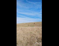 Collab Pets For All - Dog runs across grass field 