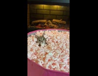 Cat poking head out of pool of pink packing peanuts