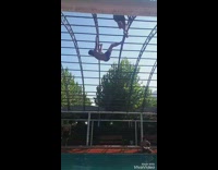Guy hangs onto gate ceiling and falls into pool below