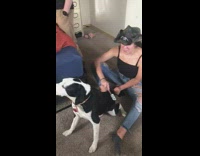 Girl pets dog with rubber spatula 