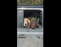 Two brown dogs look out car window