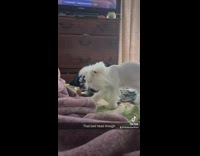 White cat with messy fur hair on couch
