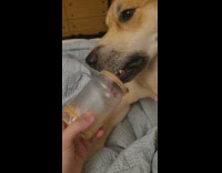 Pet dog licks peanut butter inside the jar