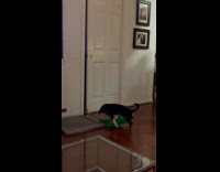 Black dog caught humping on dinosaur toy