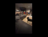 Dog jumps from couch to another dog