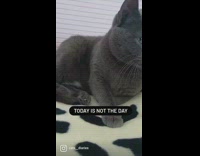 Tedious Cat Moves a Bit and Checks Around