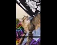 Cat looks crazy after it scratches owners arm 