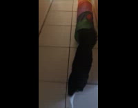 Cat enter inside tunnel toy on floor