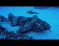 Collab DailyDoseOfInternet - Wobbegong shark pass by group divers unnoticed