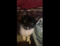 Girl calls black white cat pretty laughs