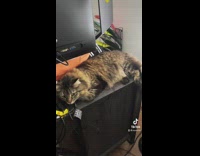 Cat lying down on computer desk under monitor
