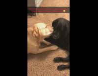tan dog licking black dog consistently 