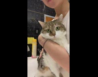 Lady Gives Cat Shower on Bathroom Sink