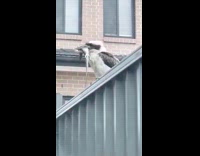 Bird standing on gate eats lizard whole 