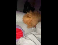 Brown dog wipe dig on the bed