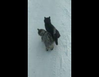 Collab Clips mpugc - Two cats walking together holding tails
