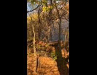 Filmer show dried leaves on fire at park