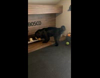 Collab Pets_For_All - Dog Plays with Toys Inside its Room