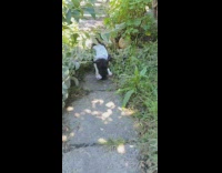 Small black dog wears white doctor costume 