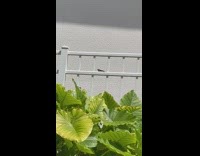 Small lizard moves on the white fence garden