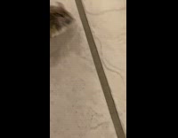 Hamster walk in circles stroke tile floor