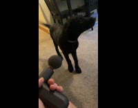 Black dog face touch piston massage tool