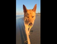 Dog bites sandy ball walk on beach