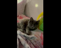 Girl get attention of grey cat on bed