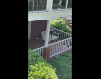 Big dog ride chair swing by himself