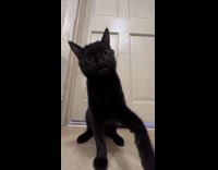 Collab Clips MPUGC - Black cat biting close to camera 