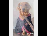 Golden retriever dog harry potter glasses painting