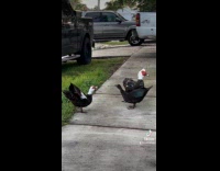 Ducks quacking at each other on sidewalk