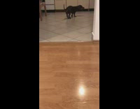 Dachshund dog green toy ball fetch fail 