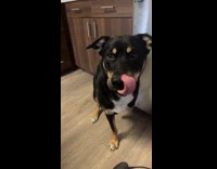 Man trains dog gives popsicle for treat